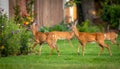 Dears roaming in the backyard Royalty Free Stock Photo
