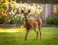 Dears roaming in the backyard Royalty Free Stock Photo