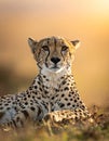 Close-up of female cheetah lying down Royalty Free Stock Photo