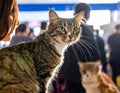 Close up of pure breed cat at pet show Royalty Free Stock Photo