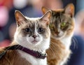 Close up of pure breed cat at pet show Royalty Free Stock Photo