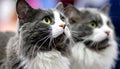 Close up of pure breed cat at pet show Royalty Free Stock Photo