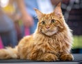 Close up of pure breed cat at pet show Royalty Free Stock Photo