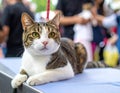 Close up of pure breed cat at pet show Royalty Free Stock Photo