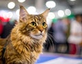 Close up of pure breed cat at pet show Royalty Free Stock Photo