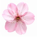 Isolated Pink Cherry Blossom Royalty Free Stock Photo