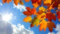 Colourful fall leaves on a nice day Royalty Free Stock Photo