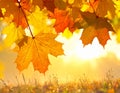 Colourful fall leaves on a nice day Royalty Free Stock Photo