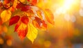 Colourful fall leaves on a nice day Royalty Free Stock Photo