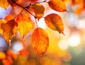 Colourful fall leaves on a nice day Royalty Free Stock Photo