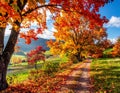 Colourful fall leaves on a nice day Royalty Free Stock Photo