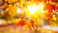 Colourful fall leaves on a nice day Royalty Free Stock Photo