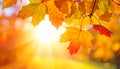 Colourful fall leaves on a nice day Royalty Free Stock Photo