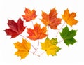Colourful fall leaves on a nice day Royalty Free Stock Photo
