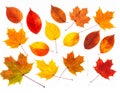 Colourful fall leaves on a nice day Royalty Free Stock Photo