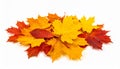 Colourful fall leaves on a nice day Royalty Free Stock Photo