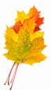 Colourful fall leaves on a nice day Royalty Free Stock Photo