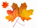 Colourful fall leaves on a nice day Royalty Free Stock Photo