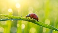The Ladybug on a dewy grass. Early morning scenery. The ladybug running on a dewy. Royalty Free Stock Photo