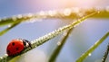 The Ladybug on a dewy grass. Early morning scenery. The ladybug running on a dewy. Royalty Free Stock Photo