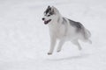 Siberian husky jumping mid-air while running through snow during winter day in forest. Royalty Free Stock Photo