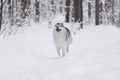 Siberian husky running towards camera on snowy forest trail, snow flying around paws. Royalty Free Stock Photo