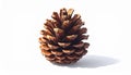 Detailed Pine Cone Isolated on White Background Royalty Free Stock Photo