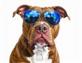 Brown pitbull portrait and thinking and sunglasses illustration drawing illustration Royalty Free Stock Photo