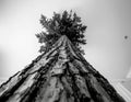 Worm\'s Eye View of a Tall Tree in Black and White Royalty Free Stock Photo