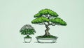 Two Bonsai Trees Royalty Free Stock Photo