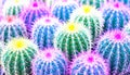 Glowing Cacti Royalty Free Stock Photo