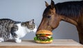 Horse, Burger, Cat Royalty Free Stock Photo