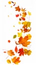 Autumn Leaves Falling on White Background Royalty Free Stock Photo