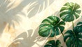 Monstera Leaves and Shadows on Textured Wall Royalty Free Stock Photo