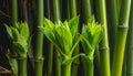 A cluster of leafy green bamboo stems. Royalty Free Stock Photo