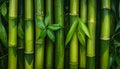 A cluster of leafy green bamboo stems. Royalty Free Stock Photo
