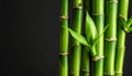 A cluster of leafy green bamboo stems. Royalty Free Stock Photo