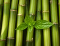 A cluster of leafy green bamboo stems. Royalty Free Stock Photo