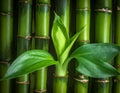 A cluster of leafy green bamboo stems. Royalty Free Stock Photo