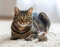 Handsome tabby cat lying down on carpet next to his toy mouse Royalty Free Stock Photo