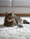 Handsome tabby cat lying down on carpet next to his toy mouse Royalty Free Stock Photo