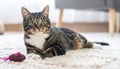 Handsome tabby cat lying down on carpet next to his toy mouse Royalty Free Stock Photo