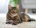 Handsome tabby cat lying down on carpet next to his toy mouse Royalty Free Stock Photo