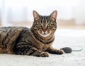 Handsome tabby cat lying down on carpet next to his toy mouse Royalty Free Stock Photo