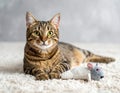 Handsome tabby cat lying down on carpet next to his toy mouse Royalty Free Stock Photo