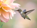 Hummingbird Nectaring on Pink Dahlia Flower Royalty Free Stock Photo