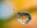 Autumn Reflection in a Dewdrop on Spiderweb Royalty Free Stock Photo