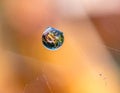 World in a Drop: Macro Water Droplet on Spider Web with Vibrant Reflection Royalty Free Stock Photo