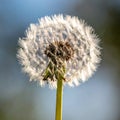 Close up side view of dandelion Royalty Free Stock Photo