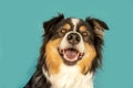 Happy Australian Shepherd dog smiling against turquoise background Royalty Free Stock Photo